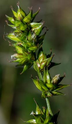thumbs//FLORA/flora_Ca-Cer/Carex_pairae_RiccardoDeVivo-med.jpg