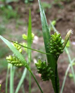 thumbs//FLORA/flora_Ca-Cer/Carex_pallescens_GiorgioFaggi-med.jpg