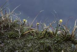 thumbs//FLORA/flora_Ca-Cer/Carex_rupestris_FrancoFenaroli-med.jpg